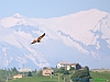 Uccelli accipitriformi 10-Falco di palude.jpg